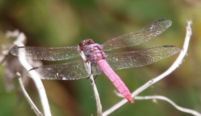 [A top side view of a dragonfly on a white branch. The dragonfly has clear wings and a pink body.]